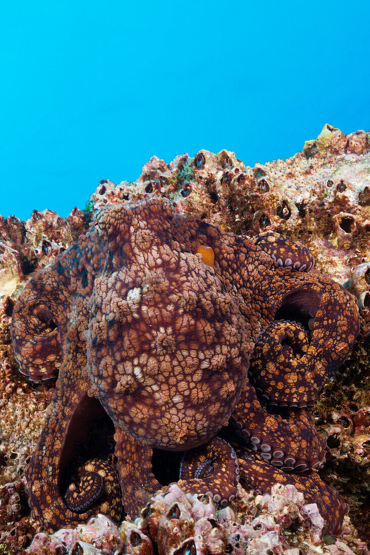 Common Octopus, Octopus vulgaris, Socorro, Revillagigedo Islands, Mexico