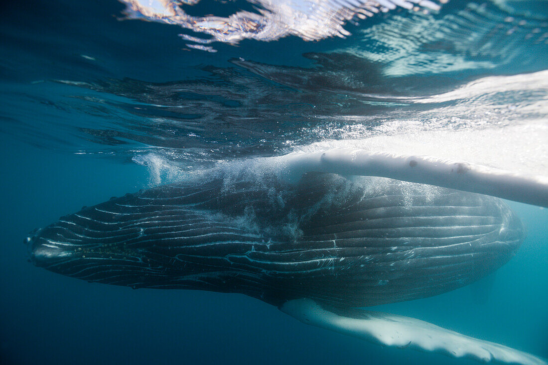 Humpback Whale, Megaptera novaeangliae, Socorro, Revillagigedo Islands, Mexico