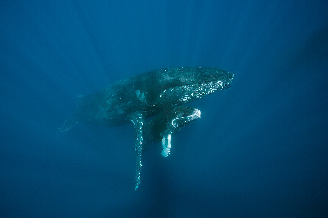 Humpback Whale, Mother and Calf, Megaptera novaeangliae, Socorro, Revillagigedo Islands, Mexico