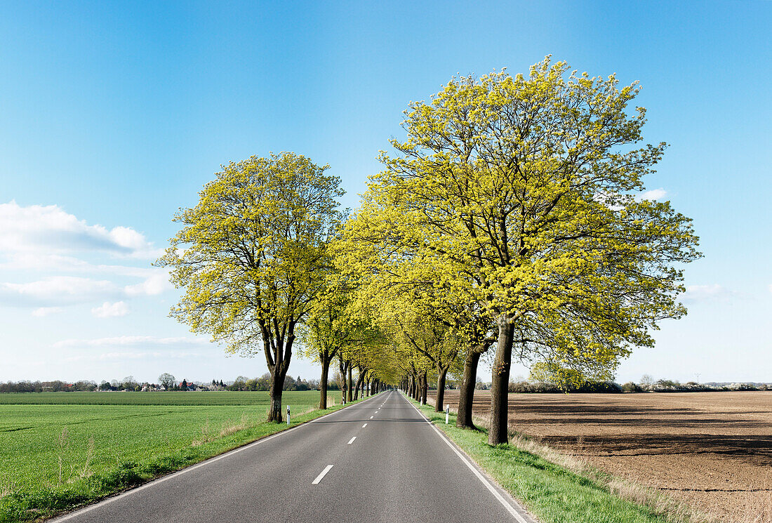 Baumallee bei Rathstock, zwischen Frankfurt/Oder und Küstrin, Märkisch-Oderland, Land Brandenburg, Deutschland