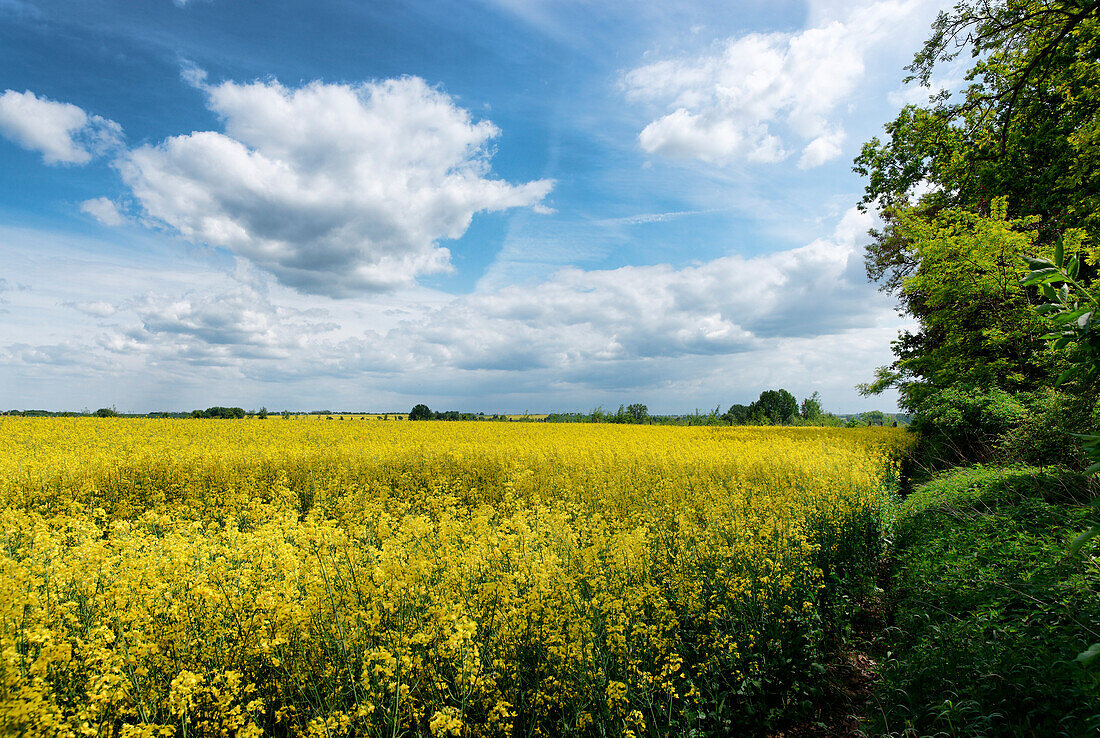 Rapsfeld, Prenzlau, Uckermark, Land Brandenburg, Deutschland