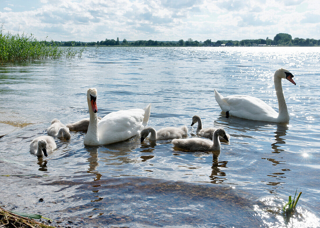Swans and cygnets on the lake, Unteruckersee, Prenzlau, Uckermark, Brandenburg, Germany