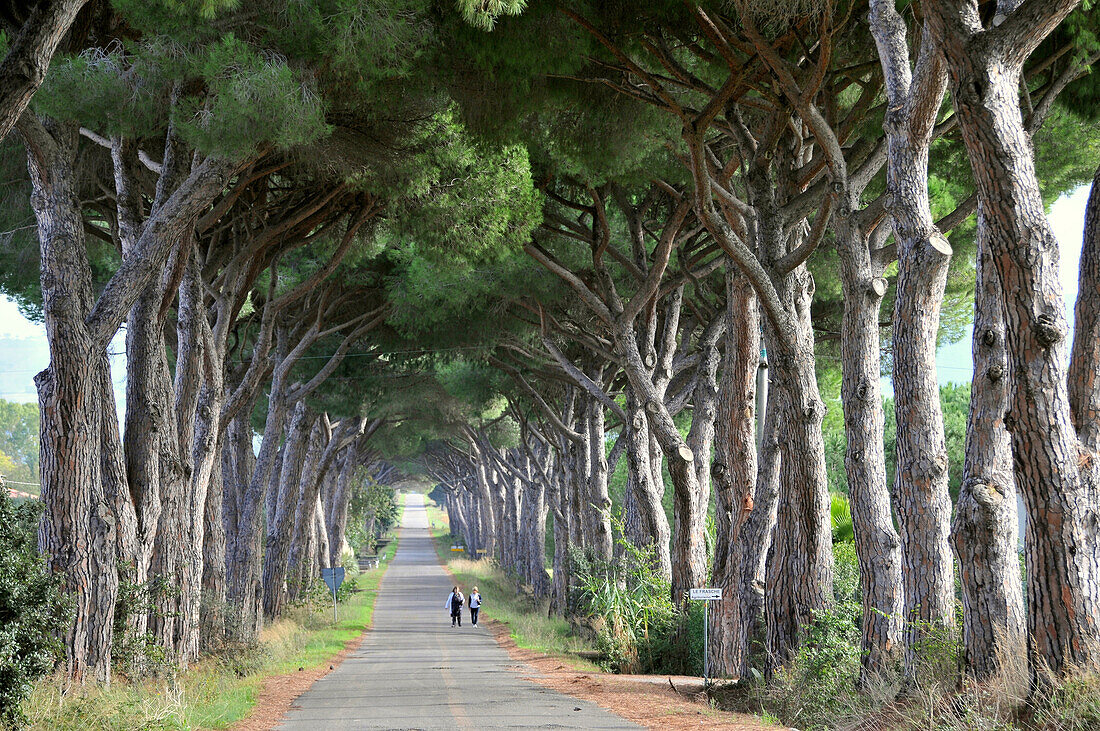 Tree lined road at Monti dell Uccellina, Grosseto, South Tuscany, Tuscany, Italy