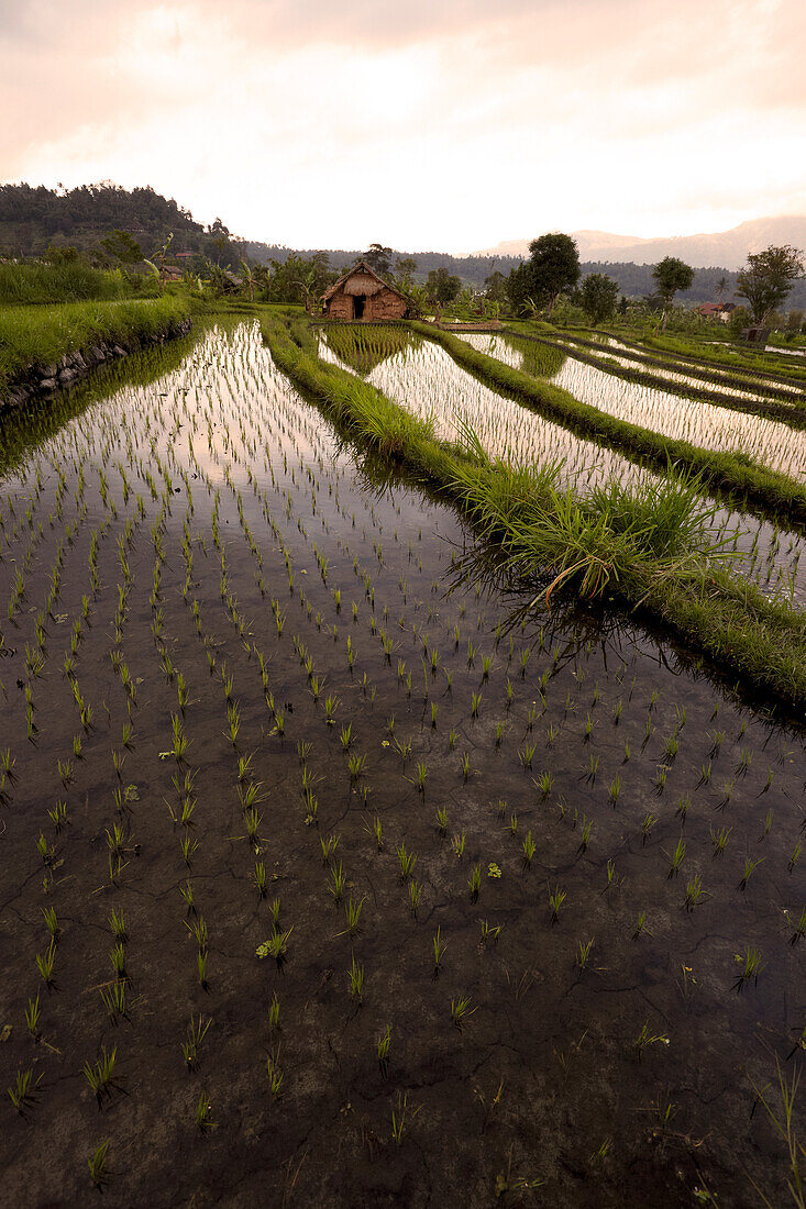 Reisfelder, Karangasem, Bali, Indonesien
