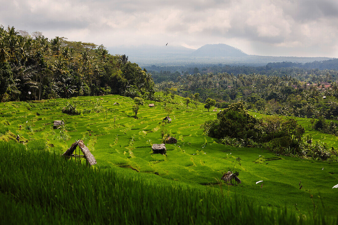 Huts between paddy fields, Karangasem, Bali, Indonesia