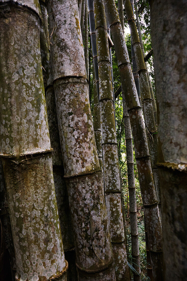 Bamboo forest, Tenganan, Bali, Indonesia