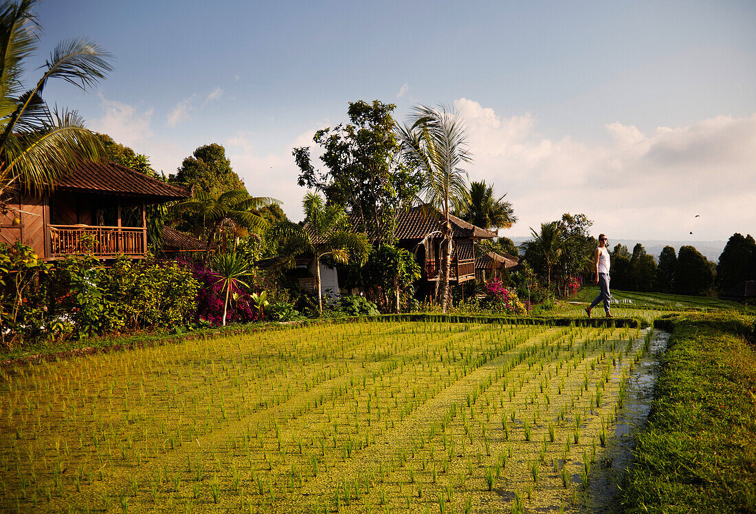 Woman passing rice terraces, Danau Tamblingan, Bali, Indonesia