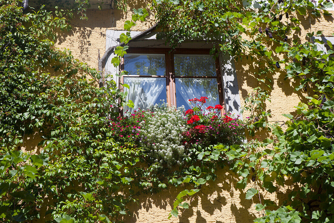 Blumen am Fenster in der Altstadt von Meersburg, Bodensee, Baden-Württemberg, Schwaben, Deutschland, Europa