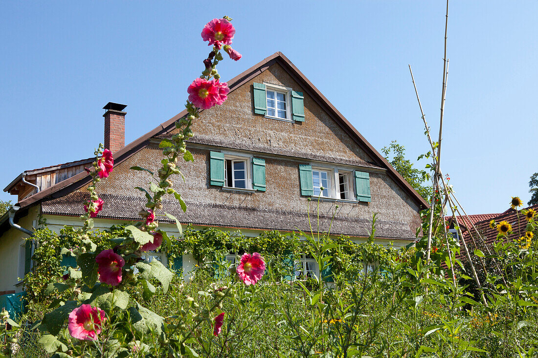 Altes Bauernhaus aus Holz mit Wildblumen im Garten in Lindau, Bodensee, Bayern, Schwaben, Deutschland, Europa