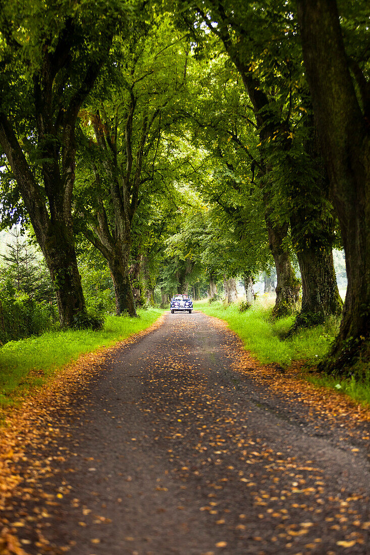 Vintage car passing an tree-lined road, Ilkahoehe, Tutzing, Upper Bavaria, Germany