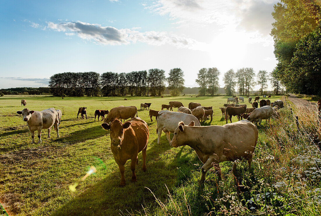 Cows in a field, Landscape at Bad Doberan, Mecklenburg-Western Pomerania, Germany
