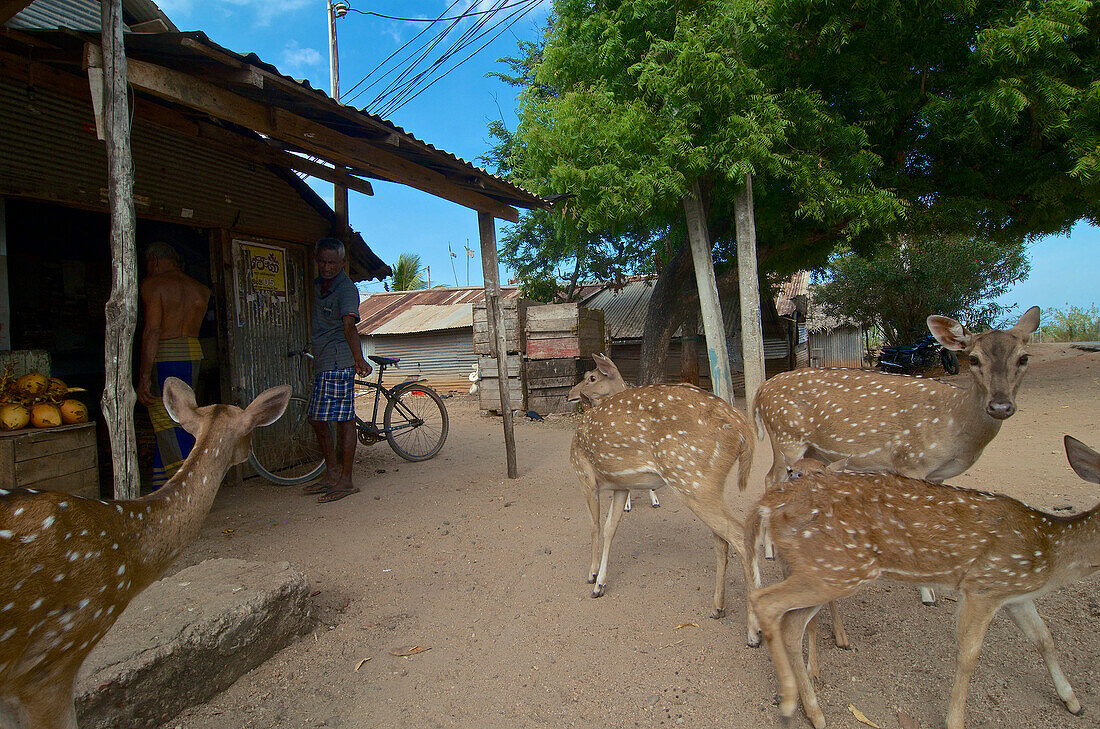 Free roaming spotted deer in front of a small shop in Trincomalee, east coast, Sri Lanka, South Asia