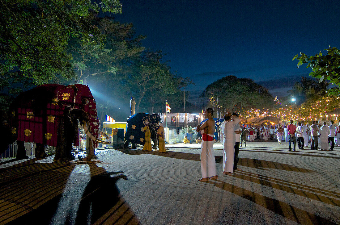 Elefants dressed up for the perahera in front of the Temple of the Tooth Sri Dalada Maligawa, Kandy, Sri Lanka