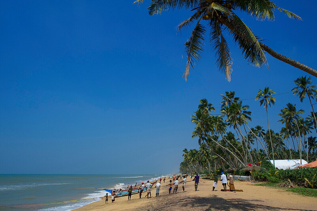Fischer holen am Strand das Netz ein, Fischer und Boote auf dem von Palmen gesäumten Strand, Wadduwa, Südwestsküste Sri Lanka
