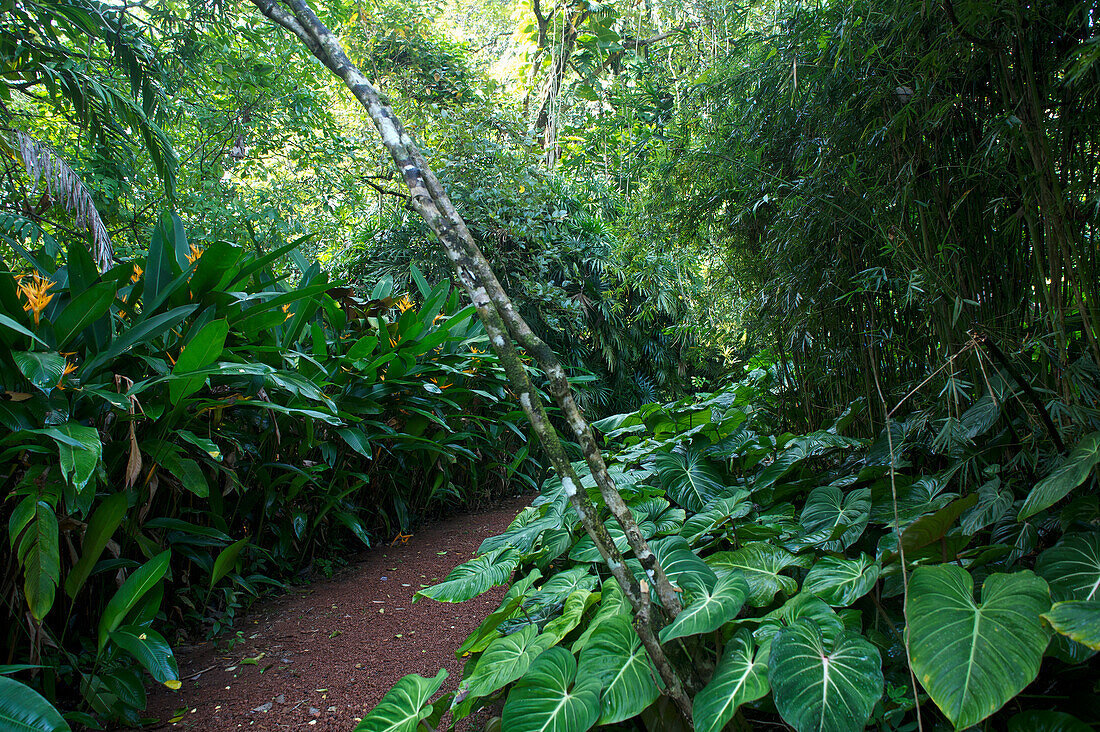 Path between tropical plants in the Bevis Bawas Brief Garden, nearby Bentota, Southwest coast, Sri Lanka, South Asia