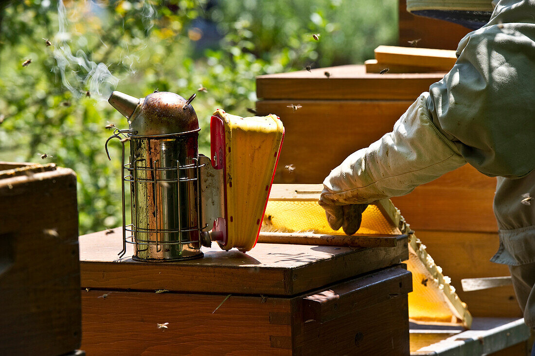 Beekeeper with smoker at wooden beehives, Freiburg im Breisgau, Black Forest, Baden-Wuerttemberg, Germany