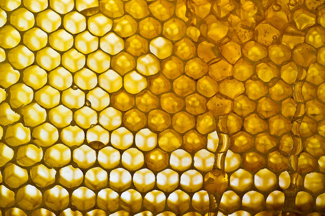Honeycombs, Freiburg im Breisgau, Black Forest, Baden-Wuerttemberg, Germany