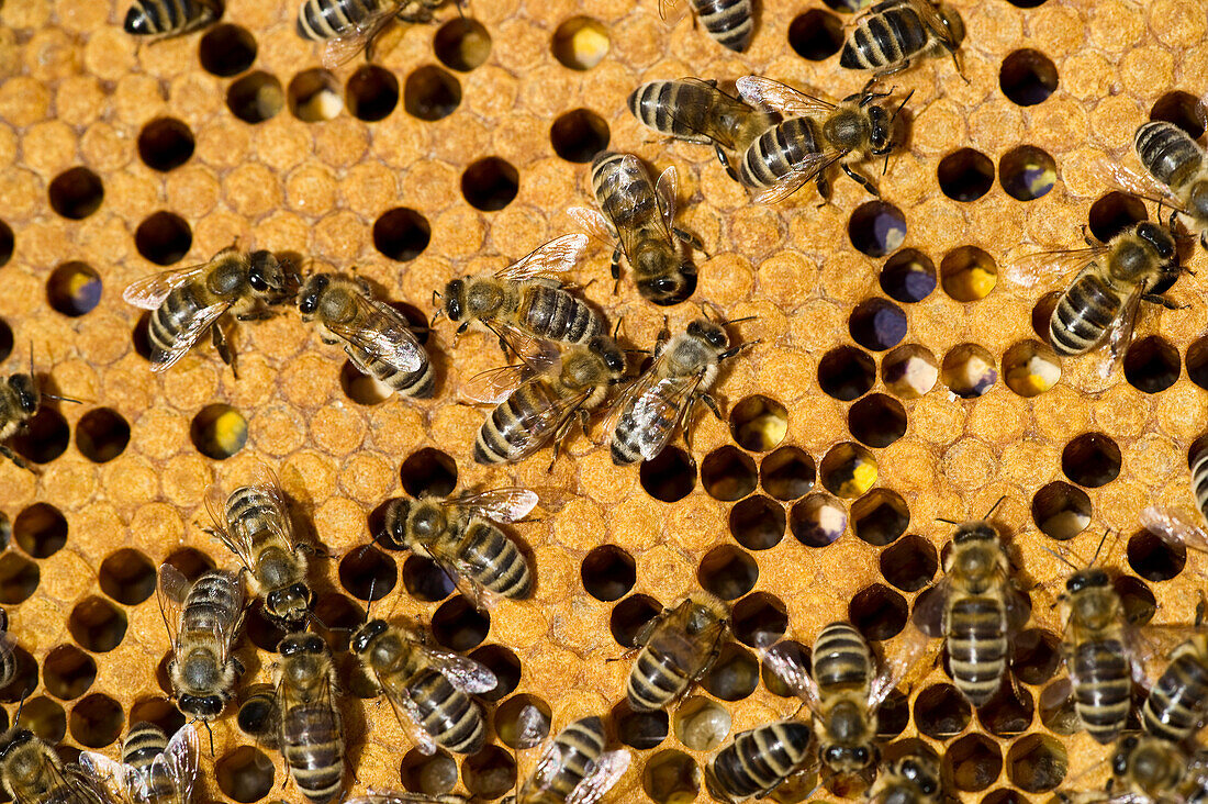 Bees on honeycombs, Freiburg im Breisgau, Baden-Wuerttemberg, Germany