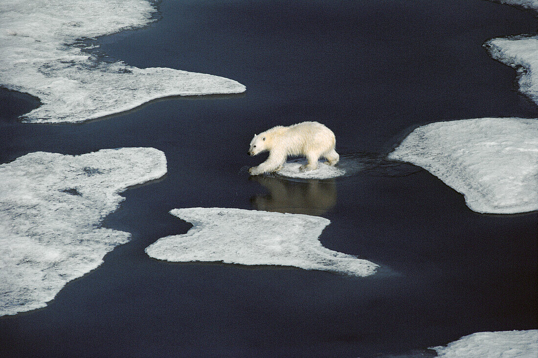 Polar Bear (Ursus maritimus) walking across ice floes, Ellesmere Island, Nunavut, Canada