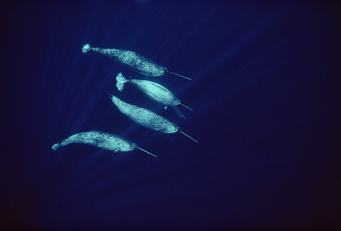 Narwhal (Monodon monoceros) males pass along in the open water of Lancaster Sound in early June, Baffin Island, Canada
