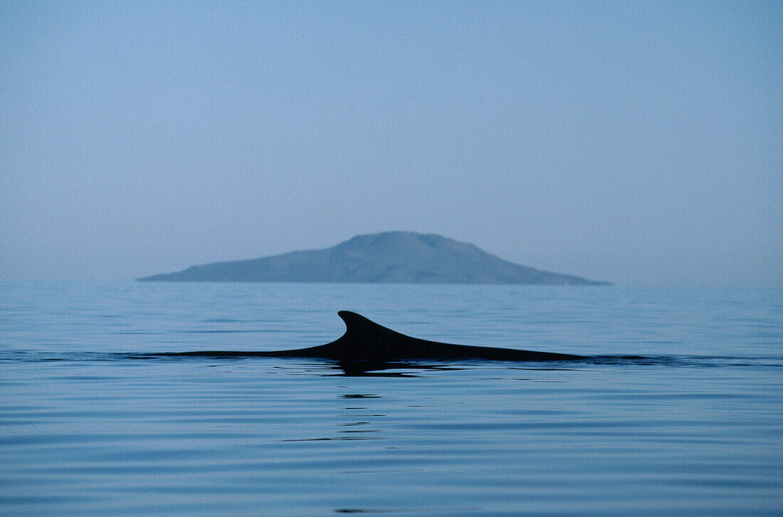 Fin Whale (Balaenoptera physalus) dorsal fin, Baja California, Mexico