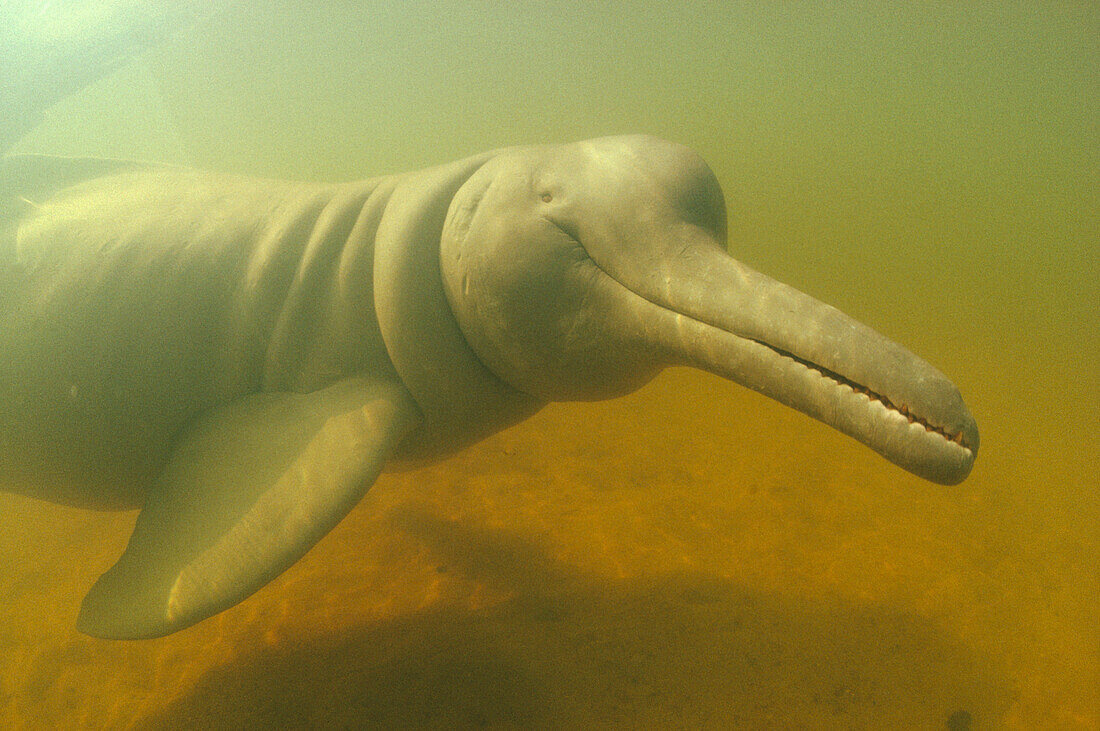 Amazon River Dolphin (Inia geoffrensis) underwater portrait, Brazil