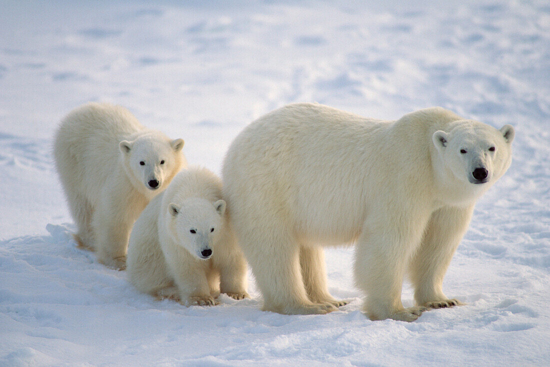 Polar Bear (Ursus maritimus) mother and two cubs, Churchill, Manitoba, Canada