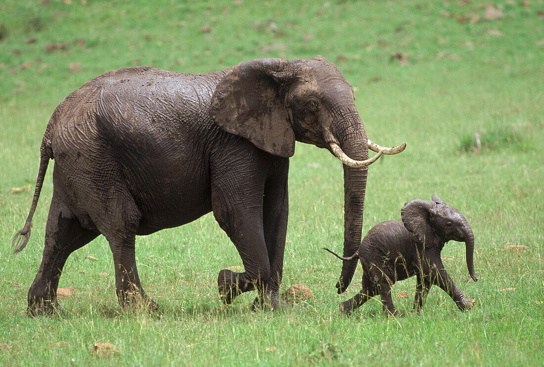 African Elephant (Loxodonta africana) and calf, Kenya