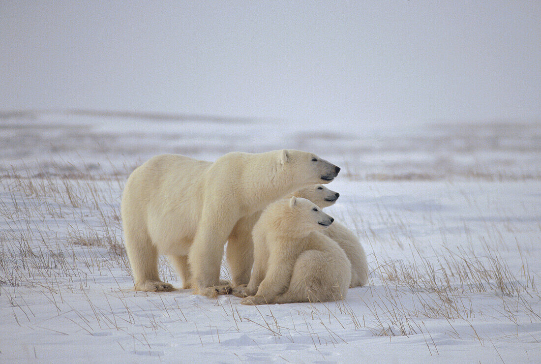 Polar Bear (Ursus maritimus) mother and two cubs, Churchill, Manitoba, Canada