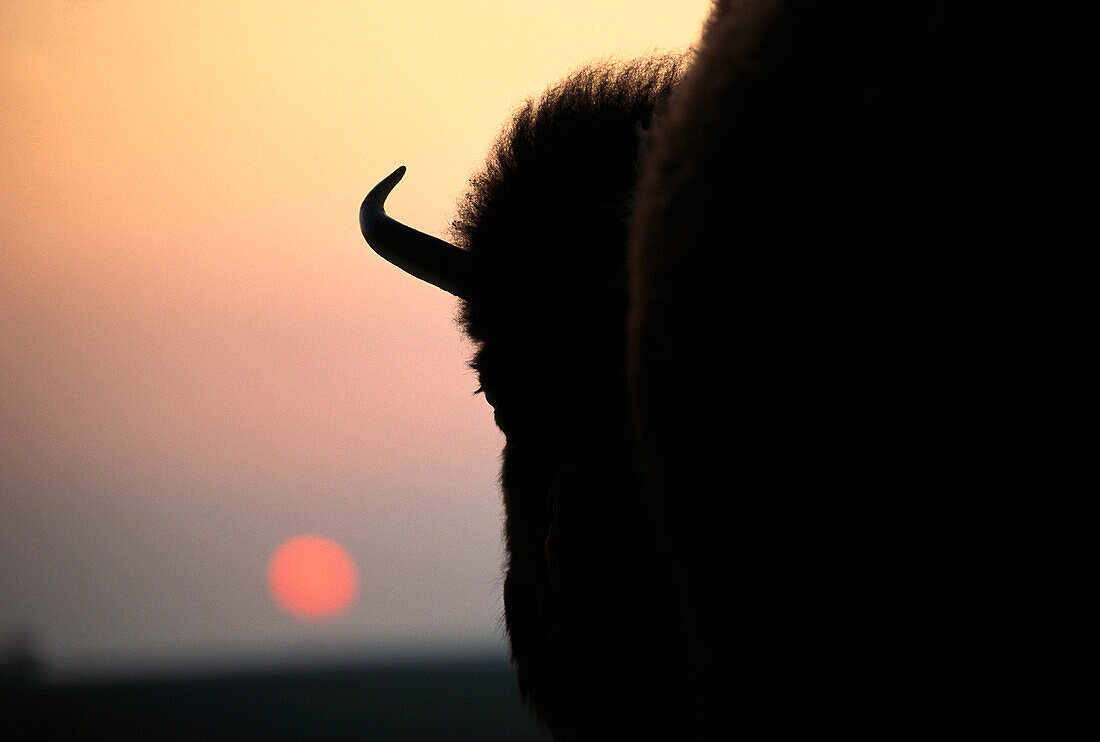 American Bison (Bison bison) at sunset, South Dakota