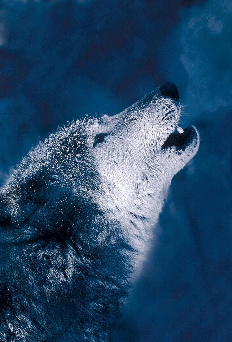 Timber Wolf (Canis lupus) howling, Minnesota