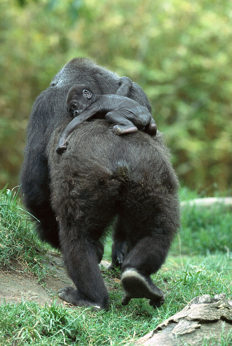 Western Lowland Gorilla (Gorilla gorilla gorilla) mother walking away with 48 day old baby on back, native to Africa