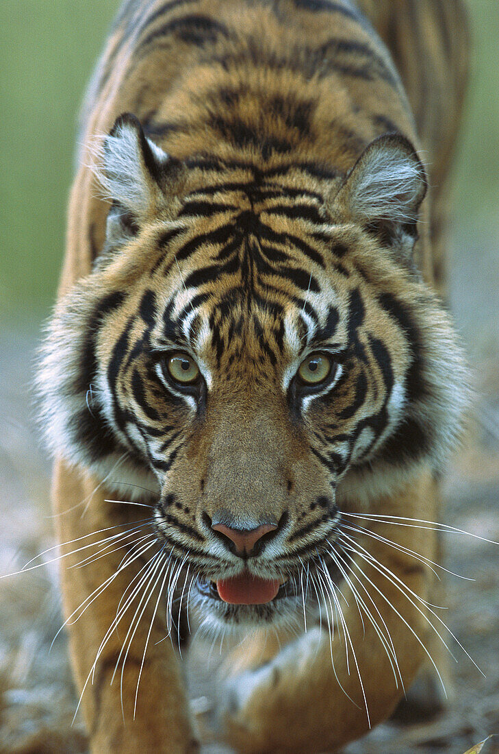 Sumatran Tiger (Panthera tigris sumatrae) close-up portrait of female, endemic to Sumatra, Indonesia