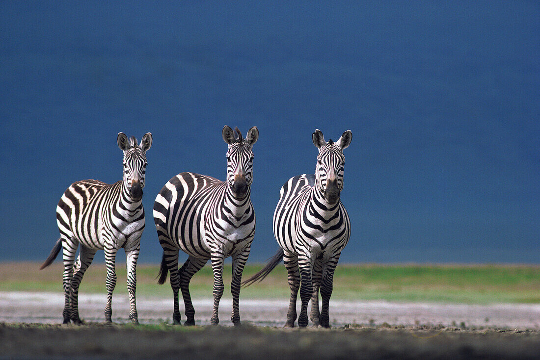 Burchell's Zebra (Equus burchellii) trio on dusty plain, Serengeti National Park, Tanzania