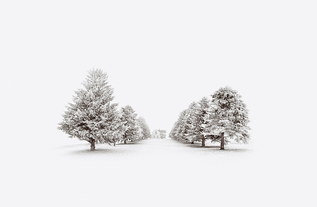 Farm house and tree-lined road in winter, Minnesota