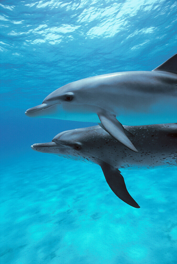 Atlantic Spotted Dolphin (Stenella frontalis) pair, Little Bahama Bank, Caribbean