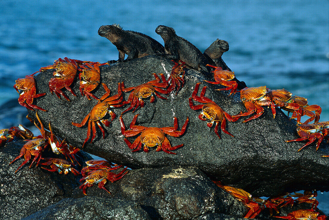 Sally Lightfoot Crab (Grapsus grapsus) group sharing boulder with three Marine Iguana (Amblyrhynchus cristatus) group to escape high tide, Mosquera Island, Galapagos Islands, Ecuador
