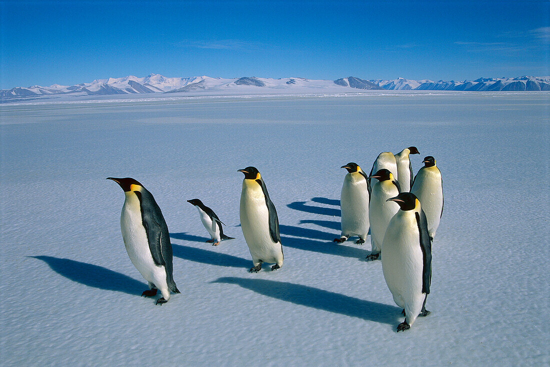 Emperor Penguin (Aptenodytes forsteri) group with Adelie Penguin (Pygoscelis adeliae) on ice, Antarctica