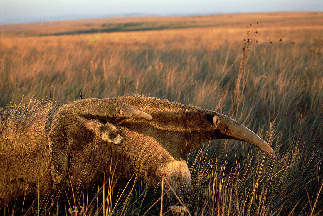 Giant Anteater (Myrmecophaga tridactyla) mother carrying young on her back, feeding at sunset in dry Cerrado grassland habitat, Brazil