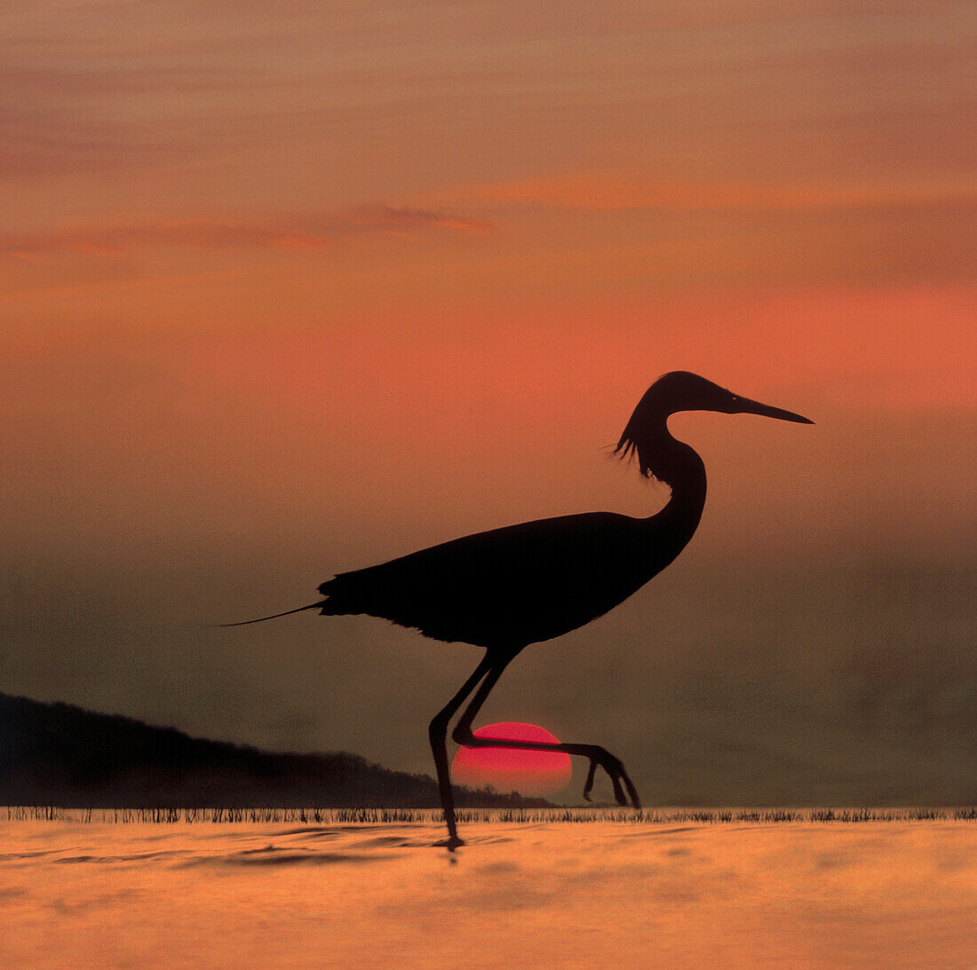 Little Egret (Egretta garzetta) silhouetted at sunset, Africa