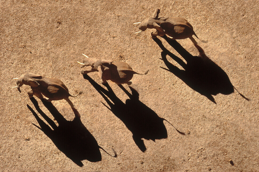 African Elephant (Loxodonta africana) trio aerial with shadows, Africa