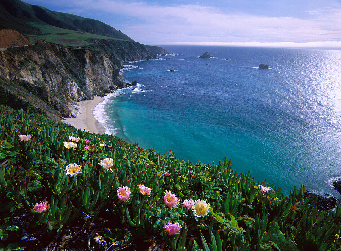 Ice Plant (Carpobrotus edulis), Big Sur coast near Bixby Creek, California