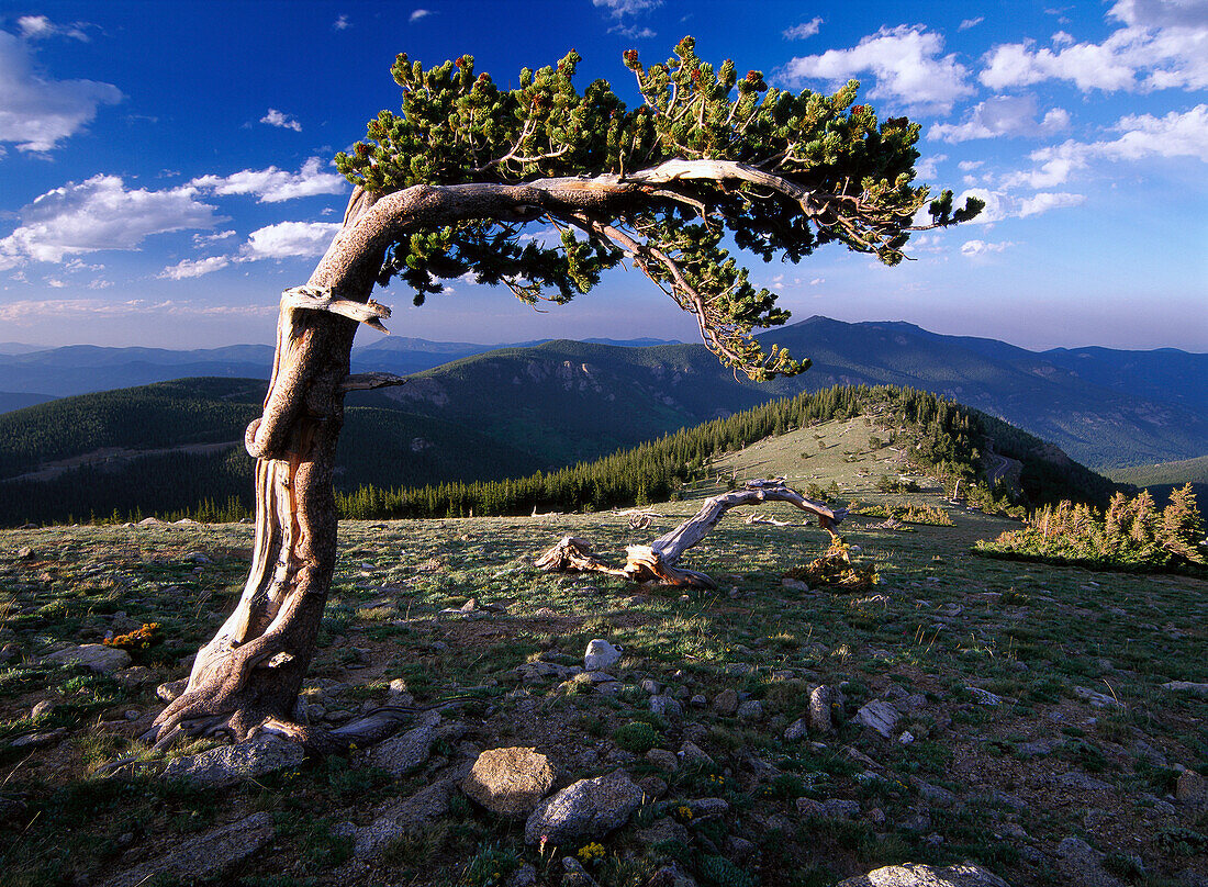 Bristlecone pine, Mt Evans, Colorado