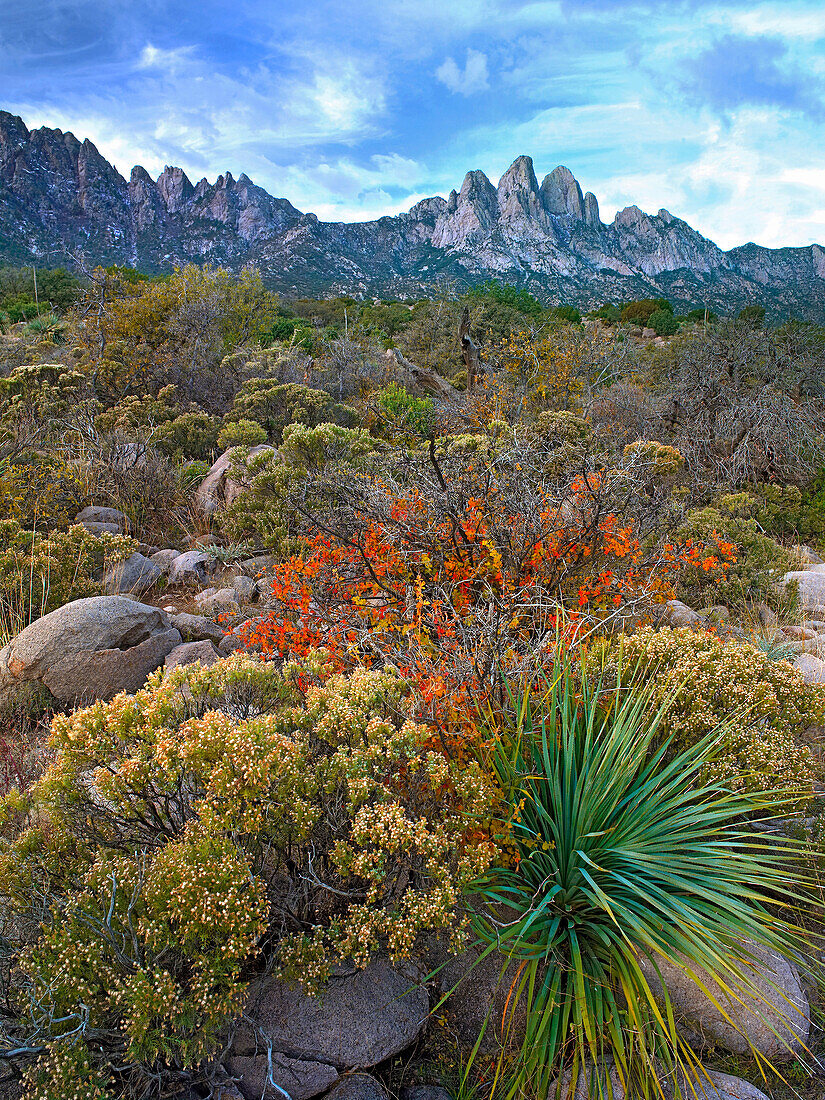 Coyote Bush (Baccharis pilularis) and other desert vegetation, Organ Mountains, New Mexico