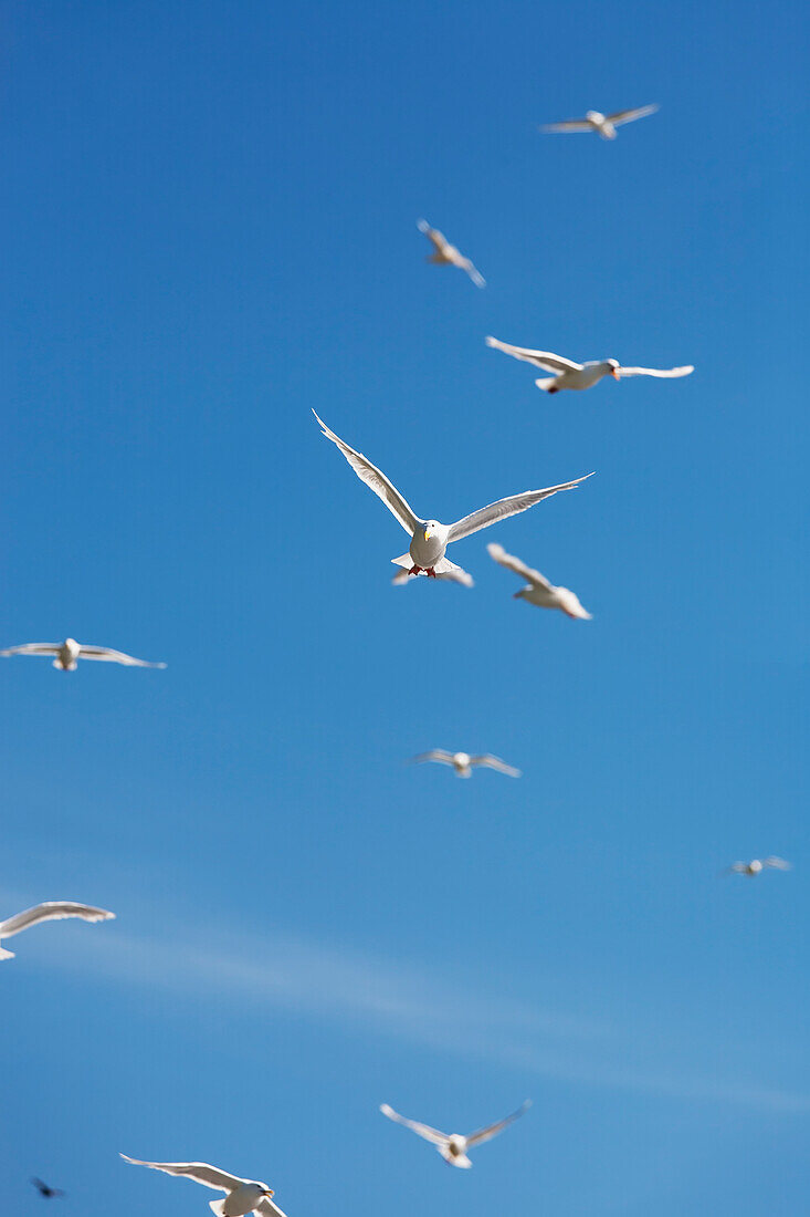 Glaucous-winged Gulls, Sankin Island, Ikatan Bay, Aleutian Islands, Southwest Alaska, summer.