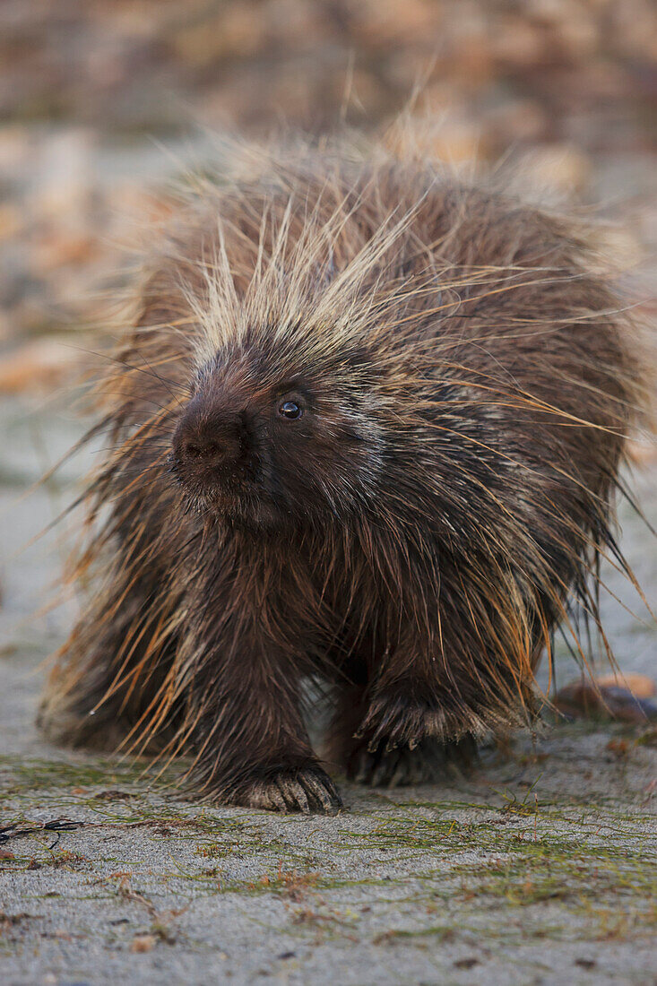 Porcupine along the Kobuk River, Kobuk Valley National Park, Northwest Alaska, Arctic, summer