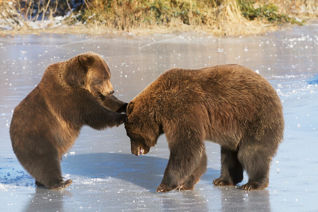 Captive pair of Brown bears play together on frozen lake at the Alaska Wildlife Conservation Center in Portage, Southcentral Alaska, Winter