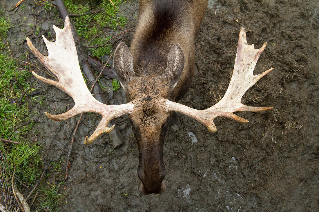 Overhead view of Captive bull moose at the Alaska Wildlife Conservation Center in Portage, Southcntral Alaska, Autumn