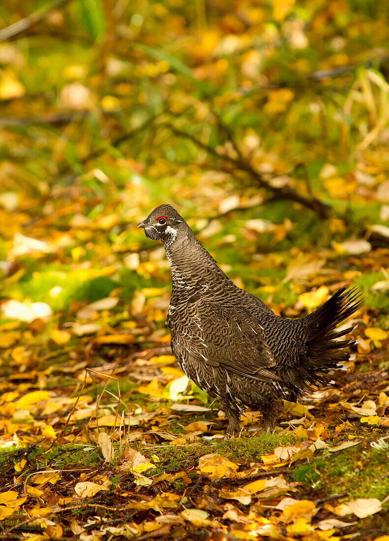 A male Spruce Grouse walks through colorful Autumn leaves on the Russian Falls Trail near Cooper Landing, Southcentral Alaska.