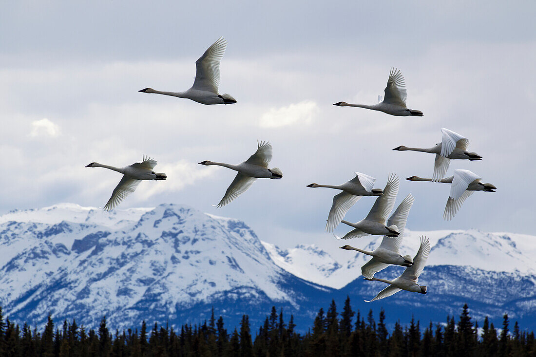 Trumpeter swans gain altitude as they make their way towards their next destination, Marsh Lake, Spring migration, Yukon, Canada. Composite.